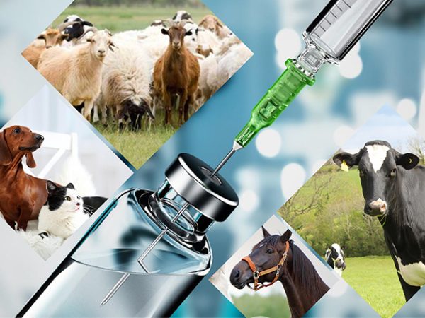 Veterinary Medicines